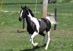 Tennessee Walking Horse (Tennessee Walking Horse, Gelding) in North Carolina, NC