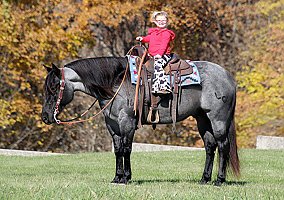 Quarter Horse (Quarter Horse, Gelding) in North Carolina, NC