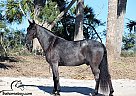 Marshall - Gelding in Pavo, GA Marshall - Gelding in Pavo, GA