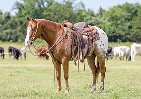 Quarter Horse (Quarter Horse, Gelding) in Virginia, VA