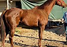 Poli - Gelding in Phoenix, AZ Poli - Gelding in Phoenix, AZ