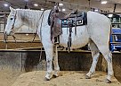 Casper - Gelding in Sebeka, MN Casper - Gelding in Sebeka, MN
