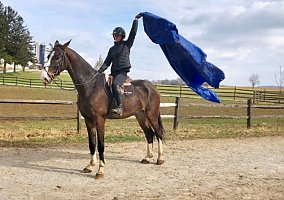Warmblood (Warmblood, Gelding) in North Carolina, NC