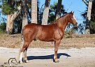 Virgil Cole T.W. - Gelding in Pavo, GA Virgil Cole T.W. - Gelding in Pavo, GA