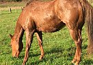 Free Grade Quarter Horse Mare Quarter Horse Mare