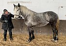 mandy carson - Mare in EdenValley, ON mandy carson - Mare in EdenValley, ON