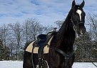 CIA's Black Onyx - Gelding in Bowling Green, KY CIA's Black Onyx - Gelding in Bowling Green, KY