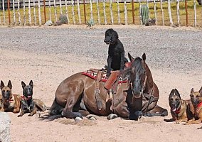 Quarter Horse (Quarter Horse, Gelding) in Virginia, VA