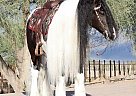 Gypsy Vanner - Horse for Sale in North Carolina, NC 28210