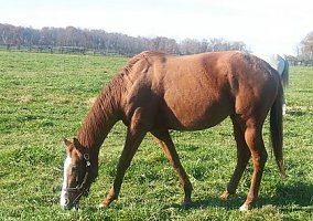 Thoroughbred (Thoroughbred, Mare) in Elizabethtown, IN