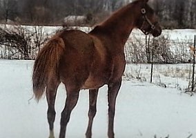 Thoroughbred (Thoroughbred, Mare) in Elizabethtown, IN