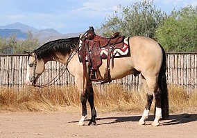 Quarter Horse (Quarter Horse, Gelding) in Virginia, VA