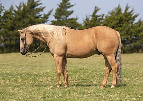 Quarter Horse (Quarter Horse, Gelding) in North Carolina, NC
