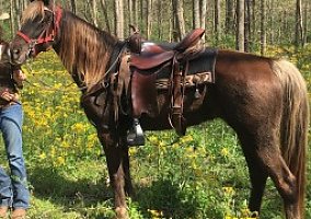 Rocky Mountain Horse (Rocky Mountain Horse, Mare) in Lagrange, KY