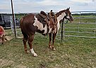 Paint - Horse for Sale in Virginia, VA 23462