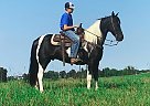 Spotted Saddle - Horse for Sale in North Carolina, NC 28210