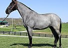 Tennessee Walking - Horse for Sale in North Carolina, NC 28210