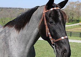 Tennessee Walking Horse (Tennessee Walking Horse, Gelding) in North Carolina, NC