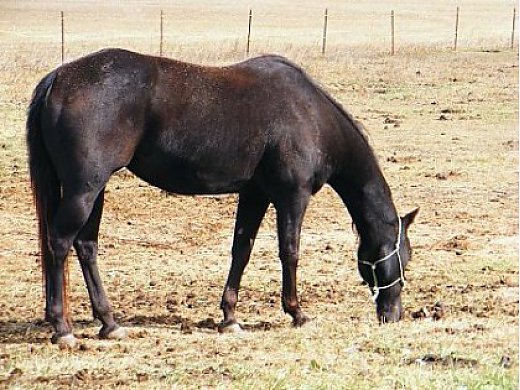 Valleys Dusty Rose AQHA Mare-3D Barrel