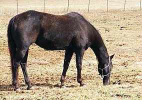 Quarter Horse (Quarter Horse, Mare) in Bemidji, MN