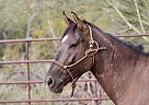 Mustang Gelding for Sale in Tucson, Arizona Mustang Gelding for Sale in Tucson, Arizona