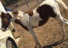Paint - Horse for Sale in Bradford, AR 72020