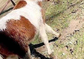 Paint (Paint, Stallion) in Bradford, AR