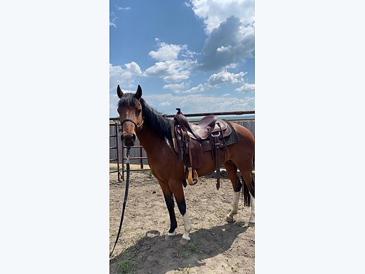 8Y/O Flashy Quarter Pony