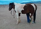Paint - Horse for Sale in Alamo, NM 88310-37