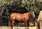 Quarter Horse Mare for Sale in Highland Village, Texas Quarter Horse Mare for Sale in Highland Village, Texas