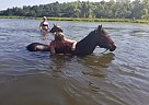 Great Family Horse