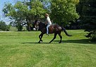 Thoroughbred - Horse for Sale in Fergus Falls, MN 56537 Thoroughbred - Horse for Sale in Fergus Falls, MN 56537