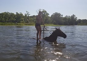 Thoroughbred (Thoroughbred, Gelding) in Fergus Falls, MN