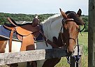 Thoroughbred Mare for Sale in Westminster, Maryland Thoroughbred Mare for Sale in Westminster, Maryland