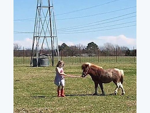 Miniature Filly for Sale