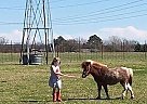 Crossbred Pony - Horse for Sale in Green, TX 75402 Crossbred Pony - Horse for Sale in Green, TX 75402