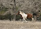 Lucky - Mare in Normangee, TX Lucky - Mare in Normangee, TX