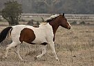 Paint Mare for Sale in Normangee, Texas Paint Mare for Sale in Normangee, Texas