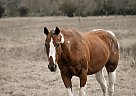 Paint Mare for Sale in Normangee, Texas Paint Mare for Sale in Normangee, Texas