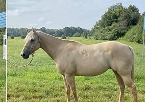 Quarter Horse (Quarter Horse, Mare) in Silver City, GA