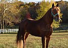 Brianna - Mare in Clinton, IN Brianna - Mare in Clinton, IN