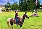 Phoenix - Gelding in Quitman, GA Phoenix - Gelding in Quitman, GA
