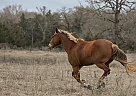 Paint Mare for Sale in Normangee, Texas Paint Mare for Sale in Normangee, Texas