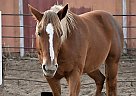 Paint Mare for Sale in Normangee, Texas Paint Mare for Sale in Normangee, Texas