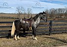 Hick - Gelding in Owingsville, KY Hick - Gelding in Owingsville, KY