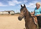 Half Arabian Mare for Sale in Queen Creek, Arizona Half Arabian Mare for Sale in Queen Creek, Arizona