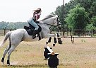 Thoroughbred - Horse for Sale in Pamplico, SC 29583 Thoroughbred - Horse for Sale in Pamplico, SC 29583