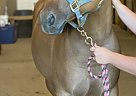 Sunshine - Mare in Louisville, KY Sunshine - Mare in Louisville, KY