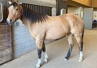 PUMPKIN - Mare in Louisville, KY PUMPKIN - Mare in Louisville, KY