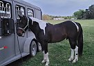 Indy - Gelding in Terrell, TX Indy - Gelding in Terrell, TX